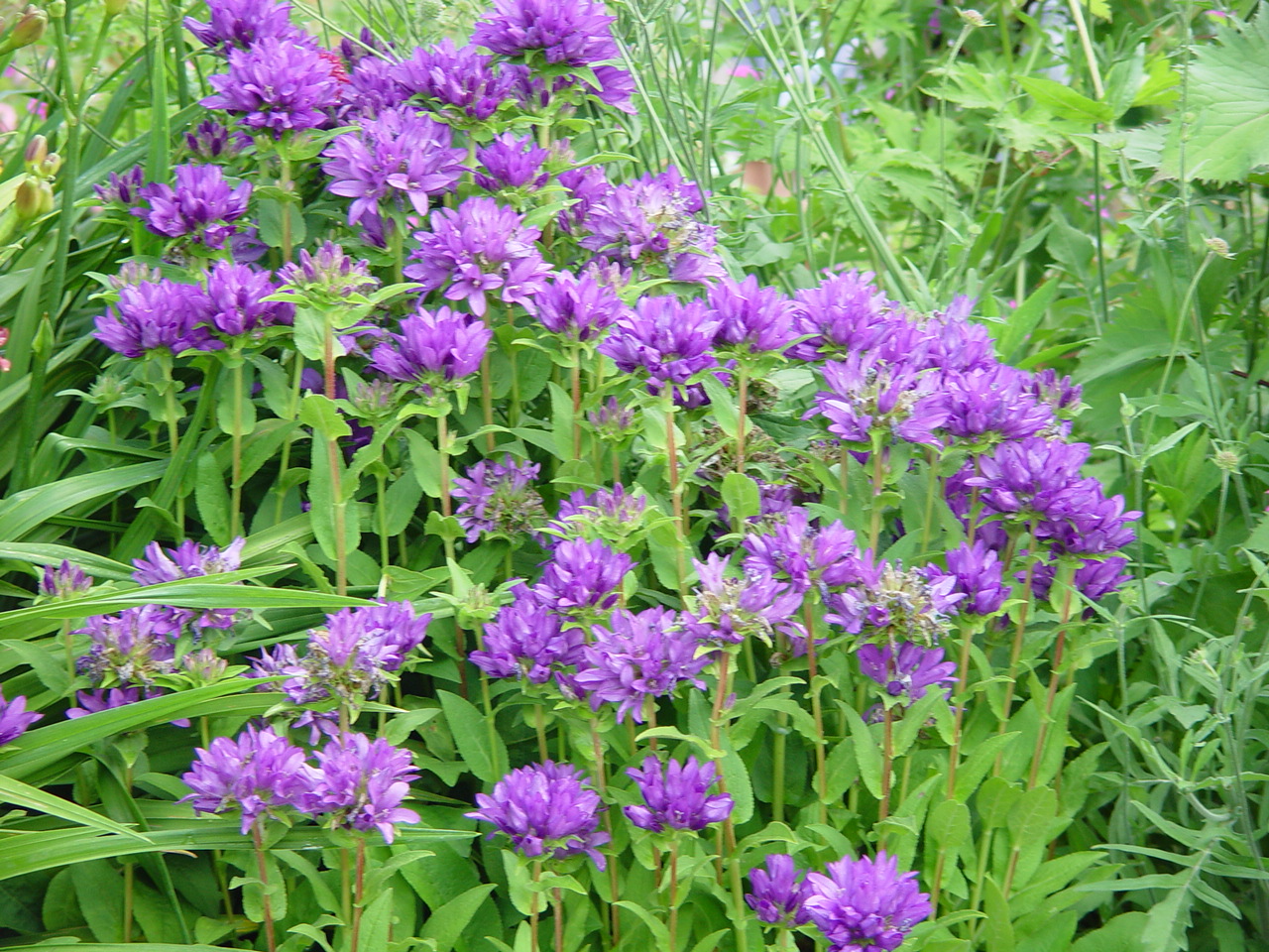 Campanula glomerata var. dahurica
